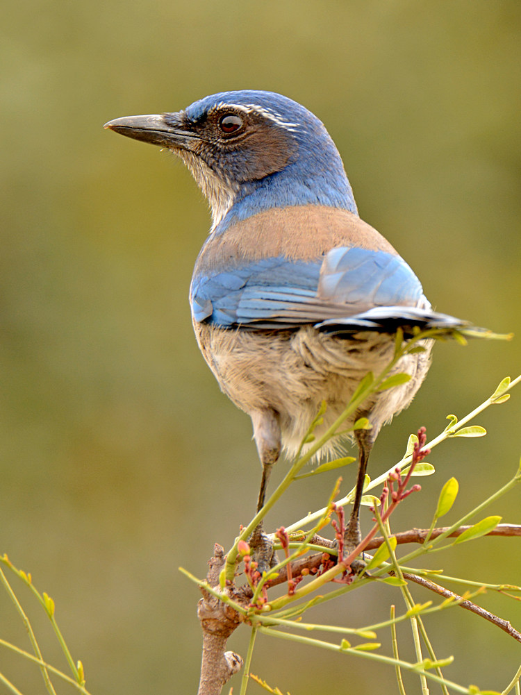 ScrubJay6.jpg