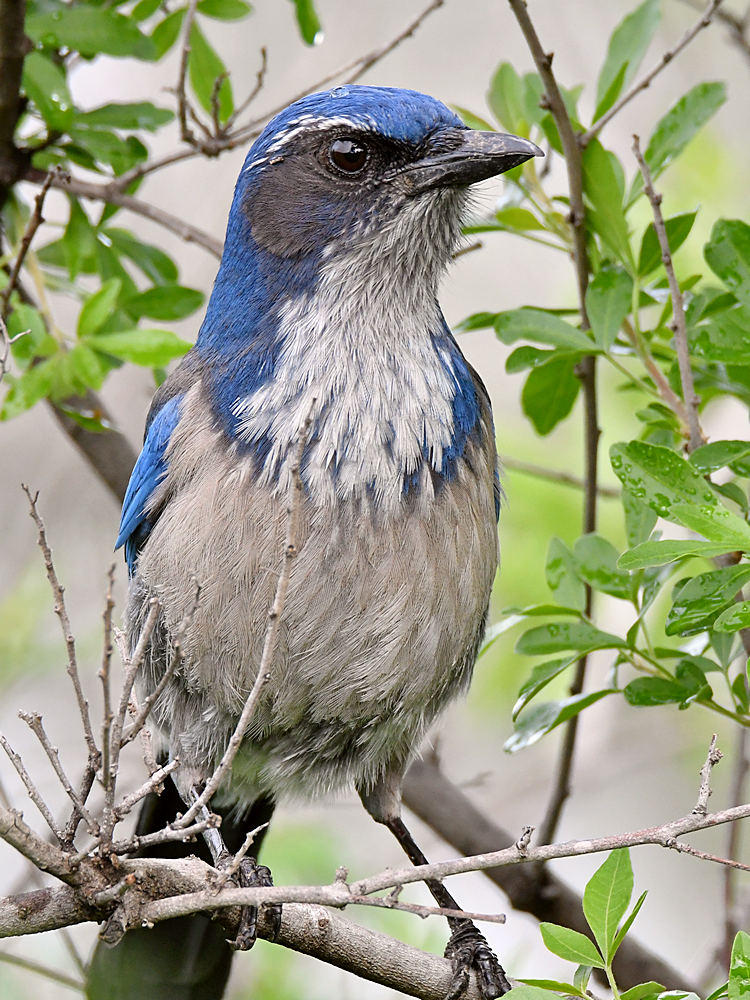 ScrubJay6.jpg