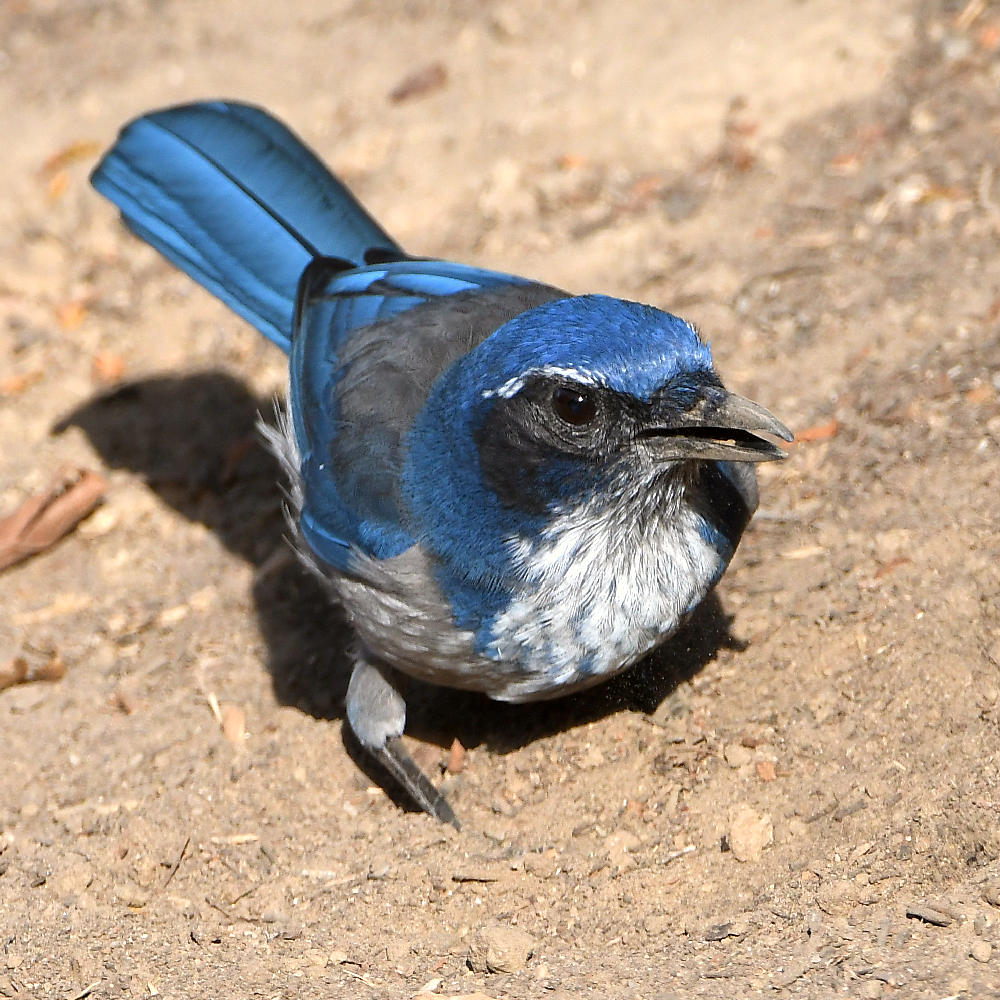 Scrubjay6.jpg