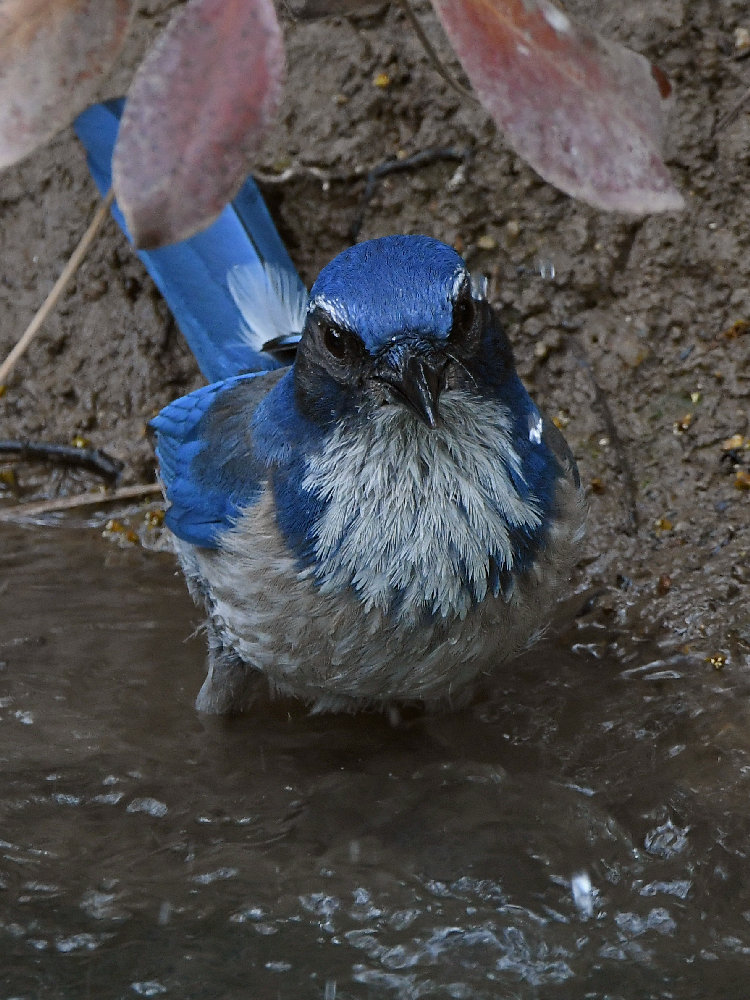 ScrubJay6.jpg