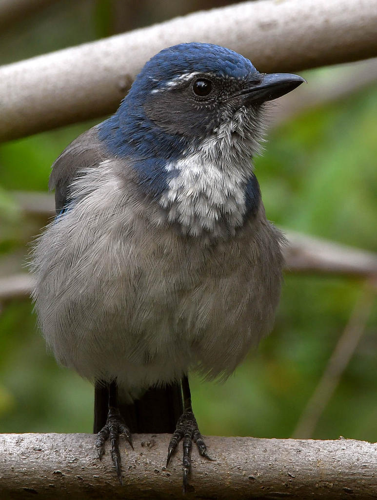 ScrubJay6.jpg