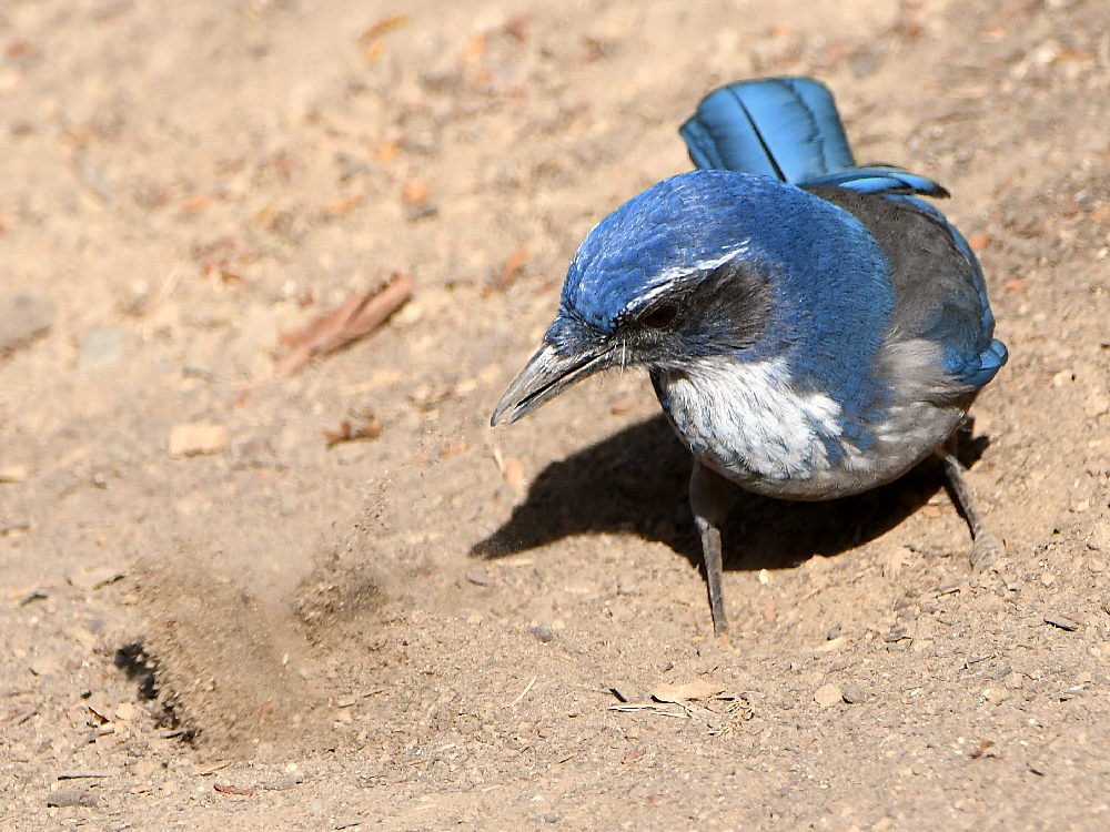 Scrubjay7.jpg
