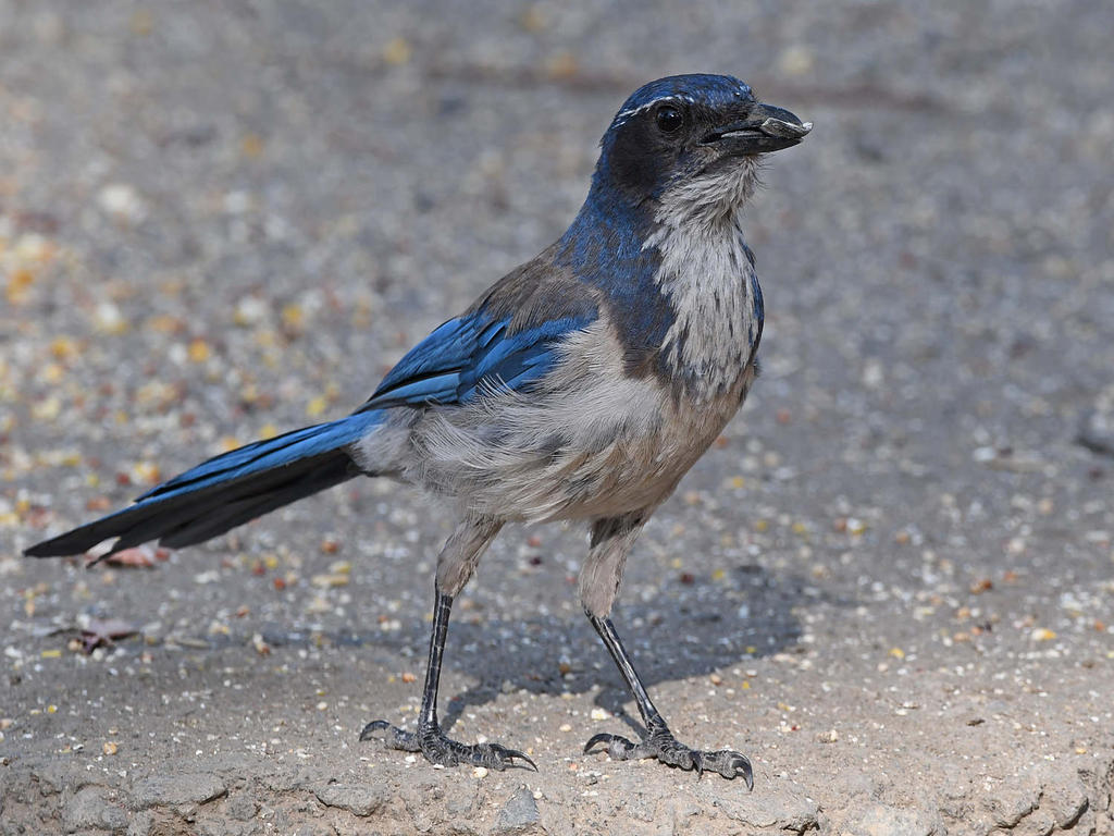 ScrubJay7.jpg