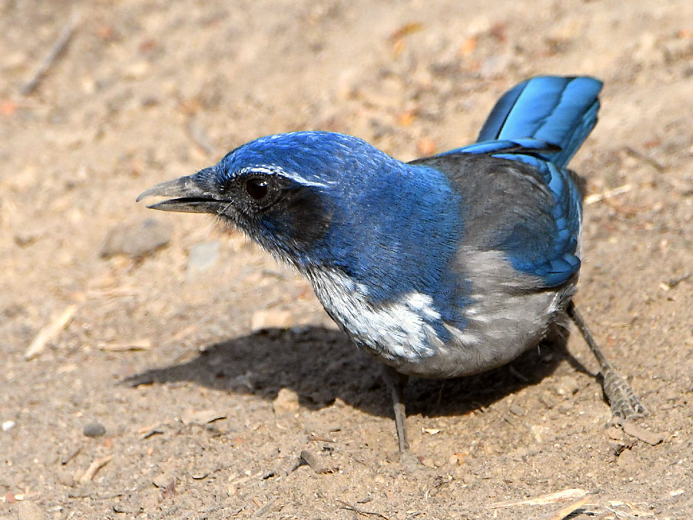 Scrubjay8.jpg