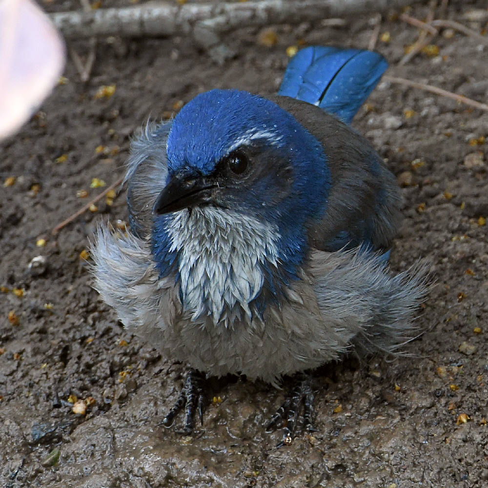 ScrubJay8.jpg