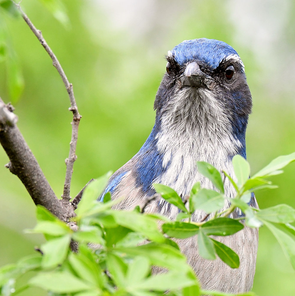 ScrubJay9.jpg