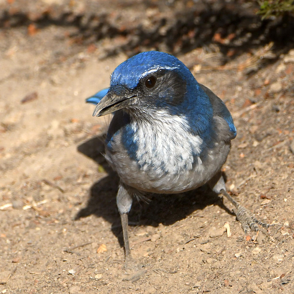 Scrubjay9.jpg