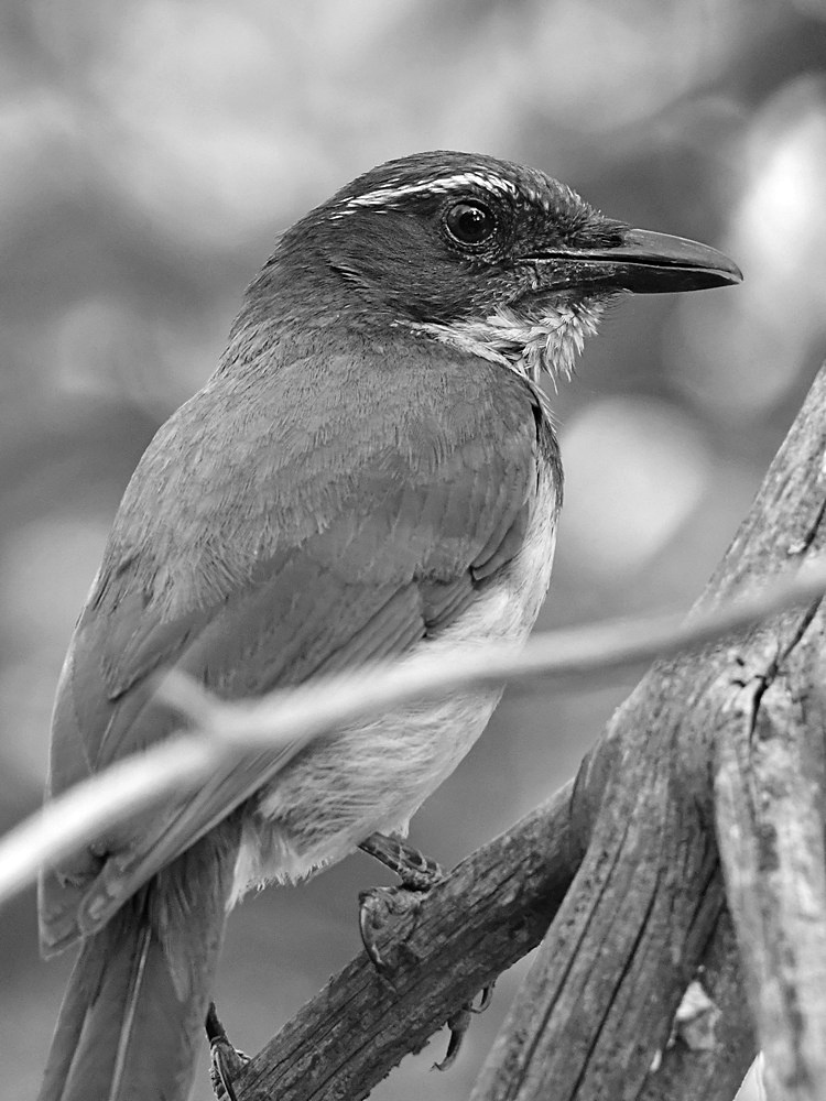 ScrubjayBW.jpg