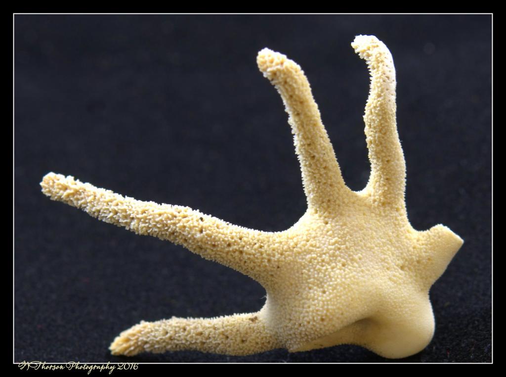 Sea Creature 5-15-2016.jpg
