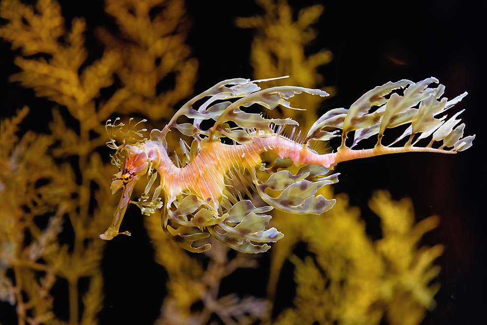 Sea Dragon.jpg