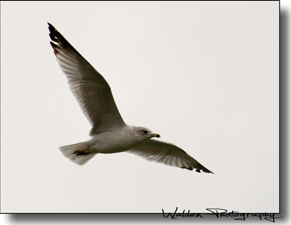 Sea Gull 2.jpg
