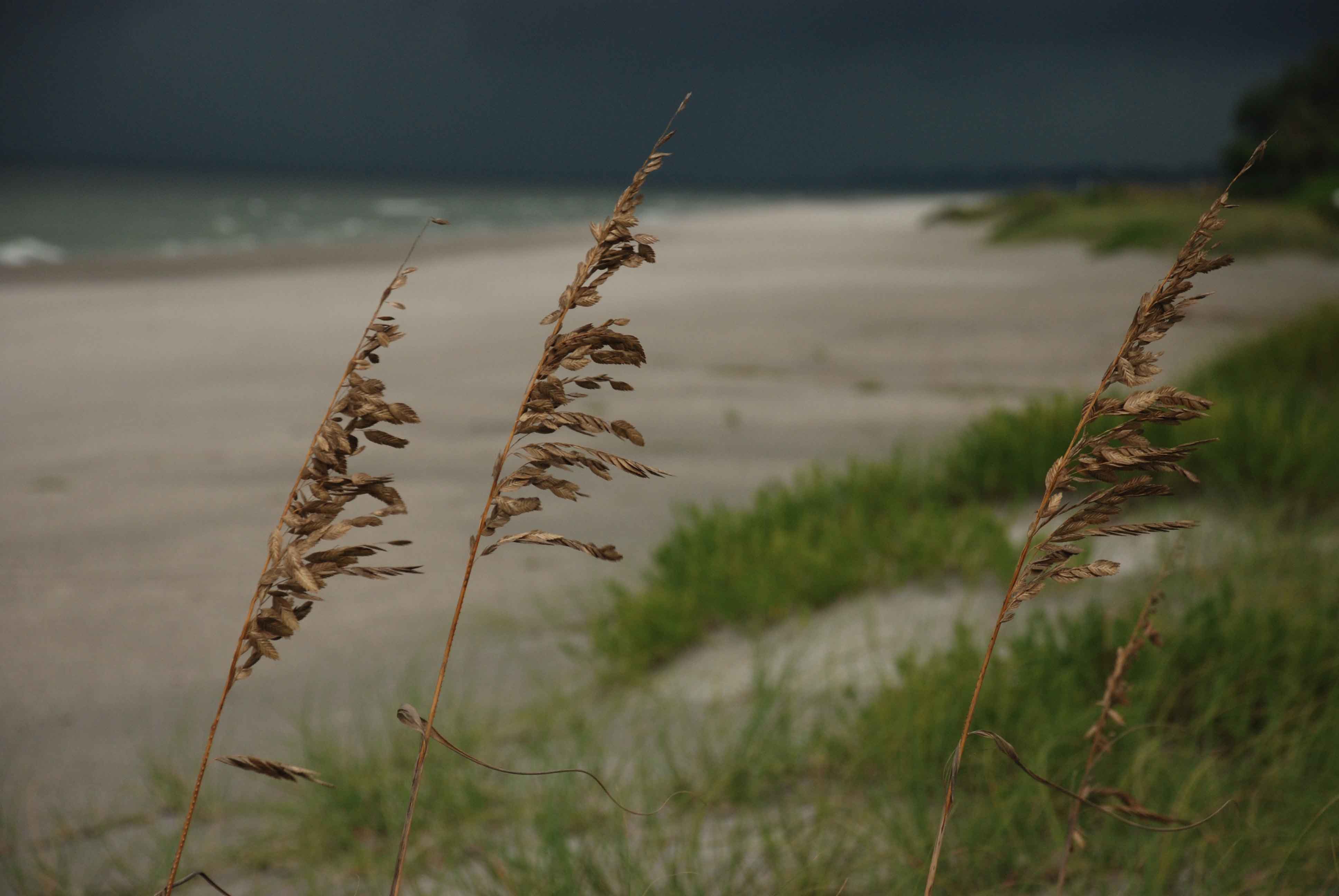 Sea Oats 1.jpg