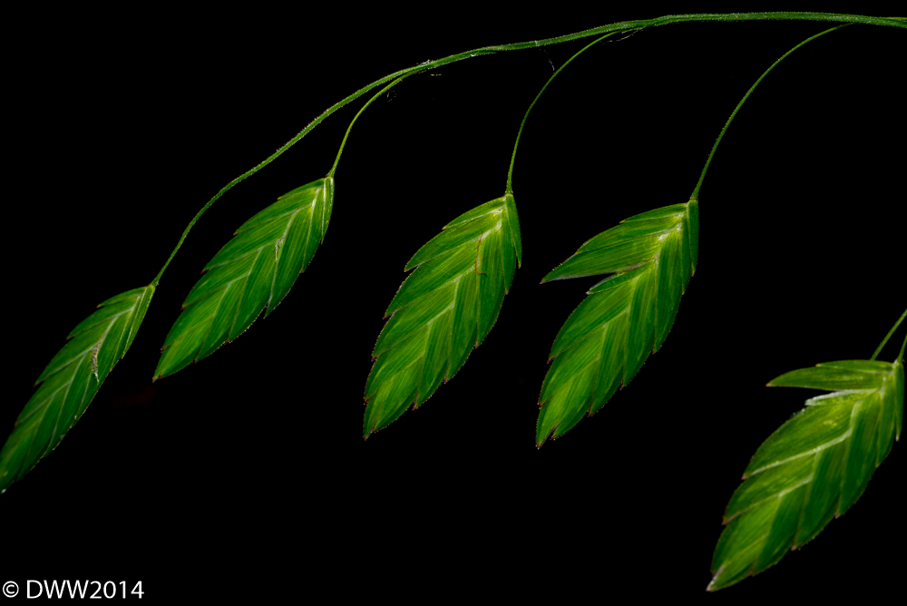 Sea oats (1 of 1).jpg