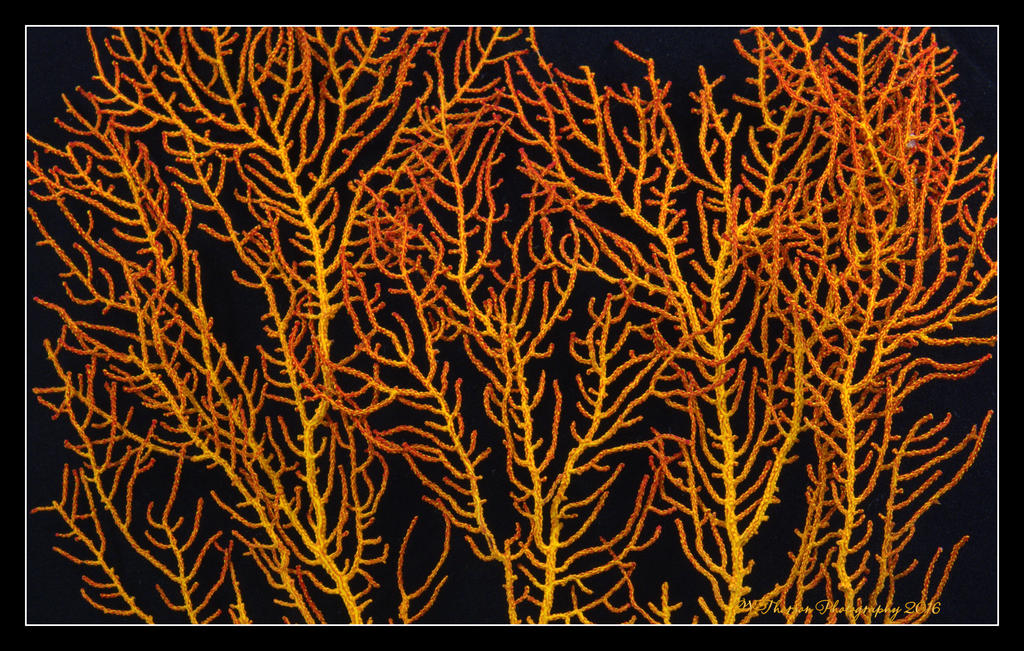 Sea Plant 5-15-2016.jpg