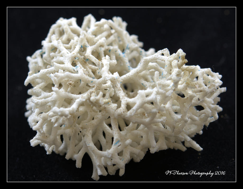 Sea Shell 5-15-2016.jpg