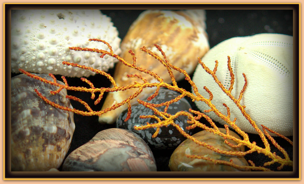 Sea Shells.jpg