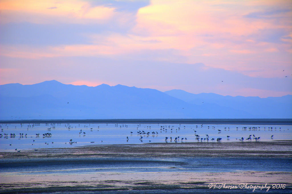 Sea Shore Birds 8-13-2016.jpg