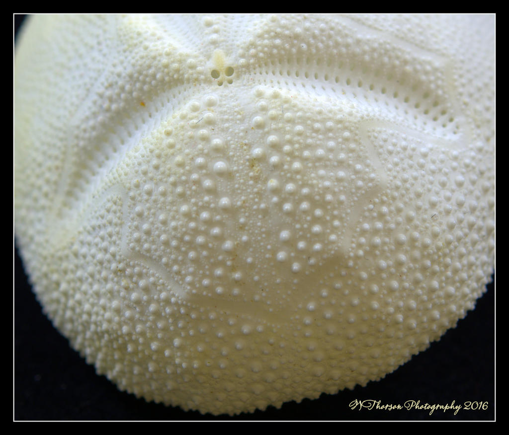 Sea Star Close Up 5-15-2016.jpg