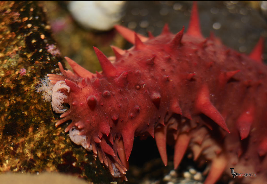 Sea Urchin 1.jpg