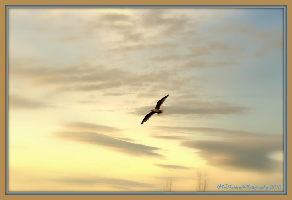 Seagull at Sunset 2-28-2016.jpg