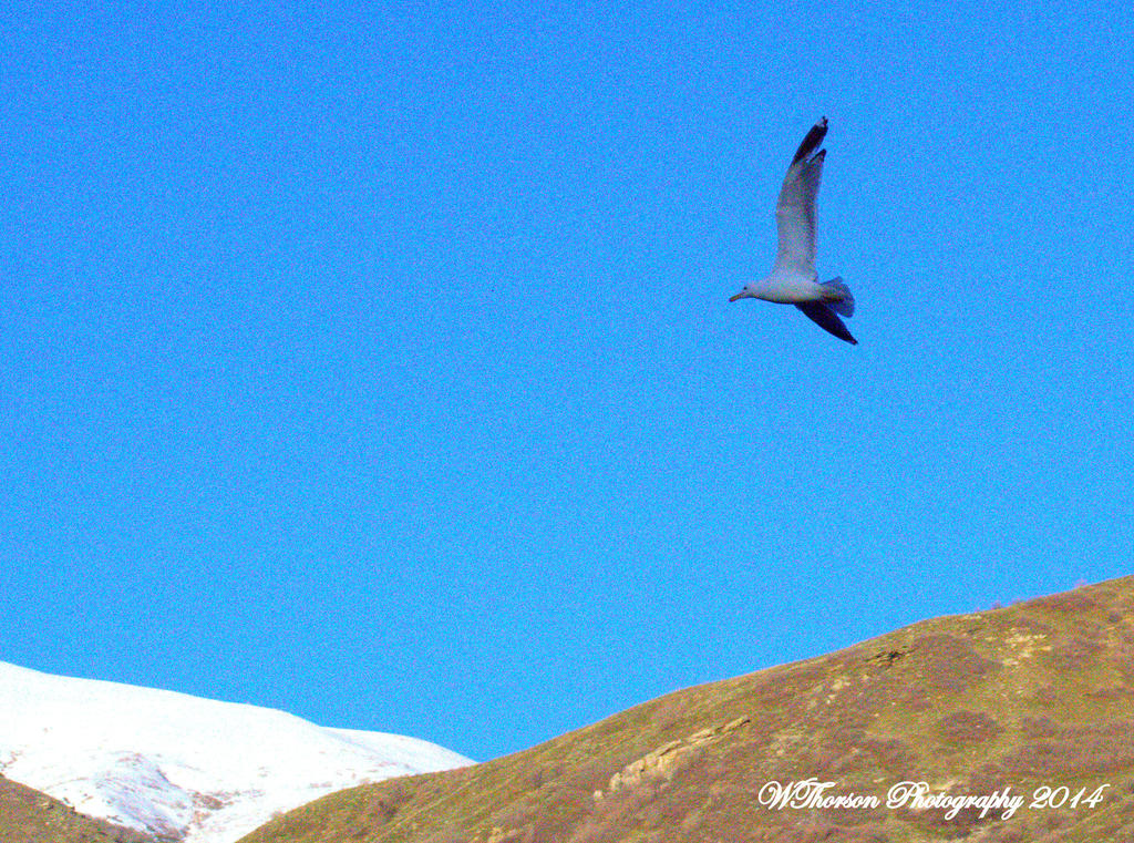 Seagull Flying.jpg