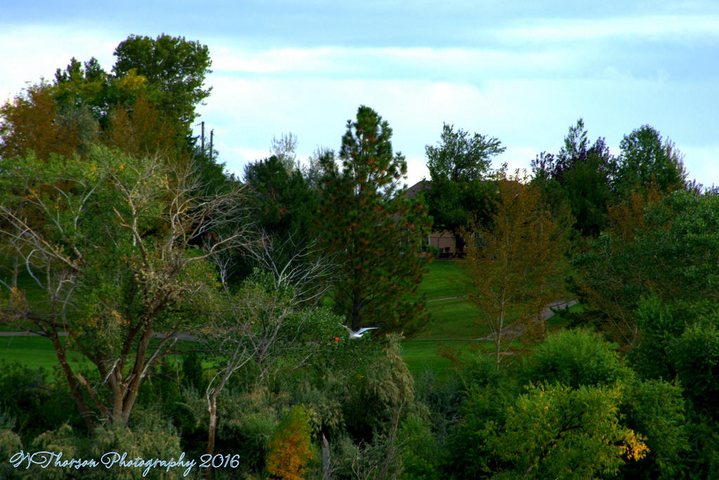 Seagull in the Tree 9-21-2016.jpg