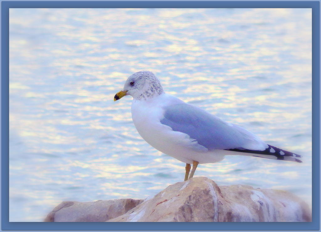 Seagull.jpg