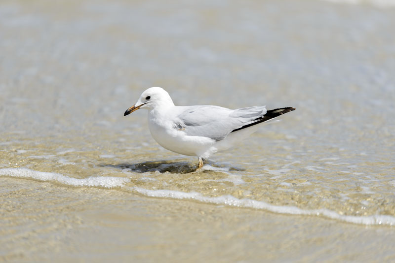 Seagull.jpg