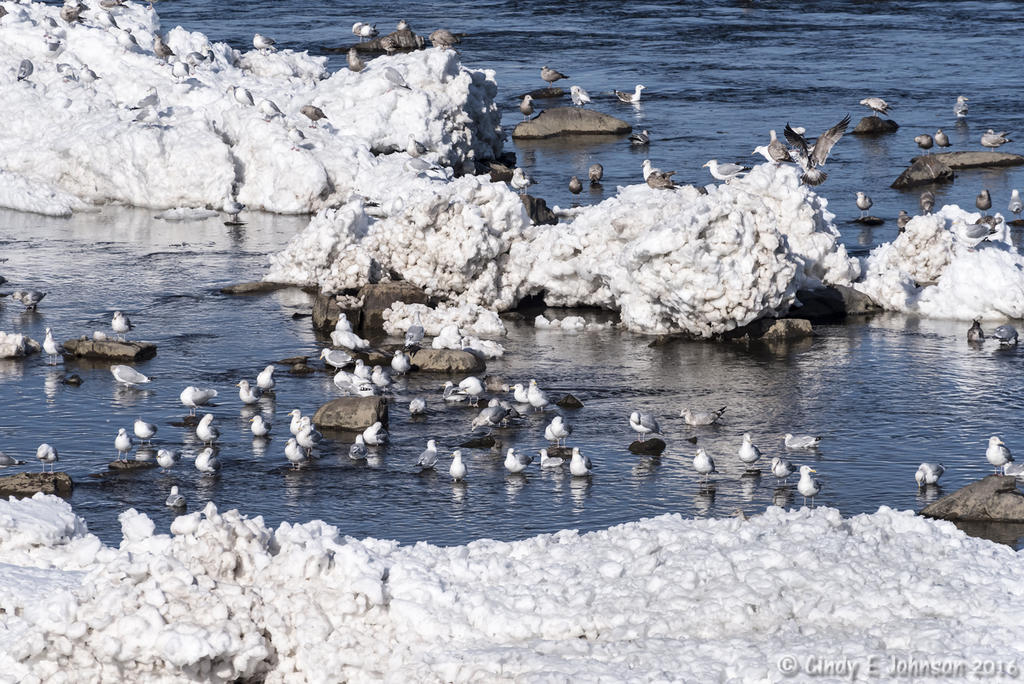 Seagulls on Snowy Delaware River.jpg