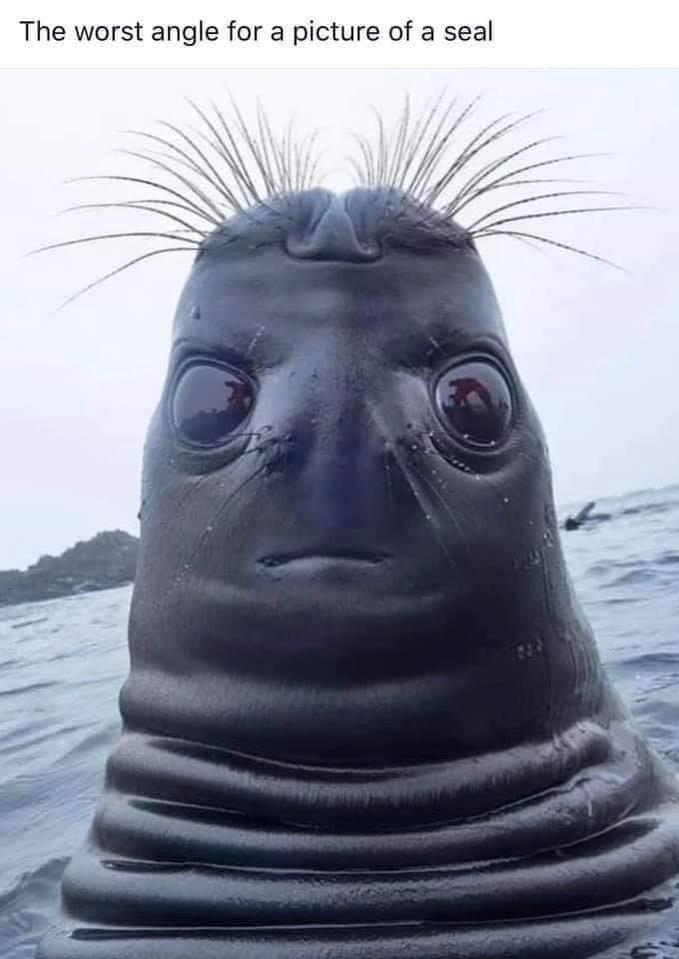 seal.jpg