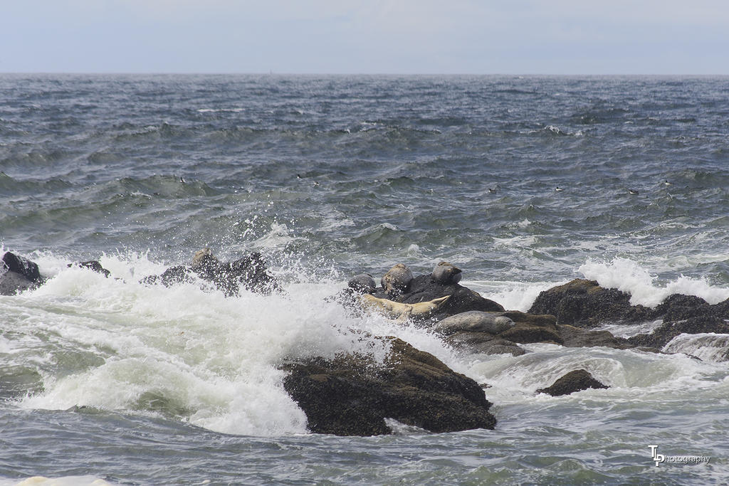 Seal Pict 1.jpg