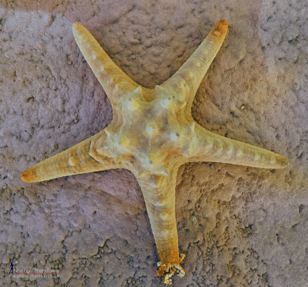 seastar-1.jpg