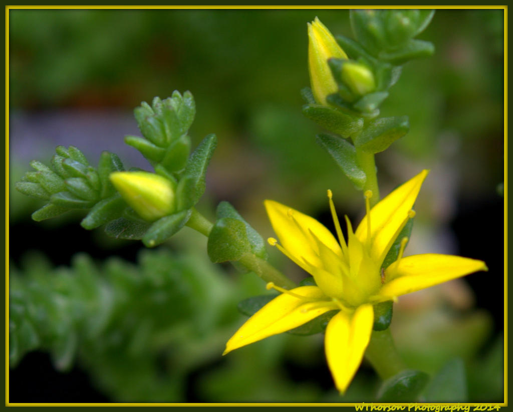 Sedum Flower.jpg