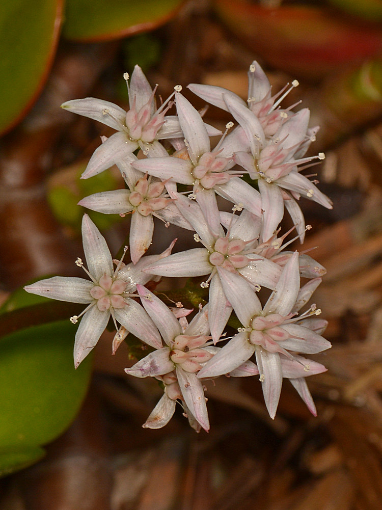 Sedum.jpg