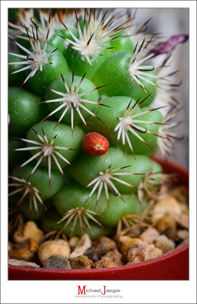 seed-3.jpg