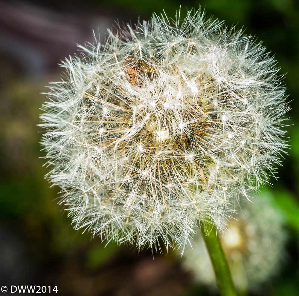 Seed Head (1 of 1).jpg