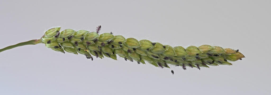 seed stalk- 3.jpg