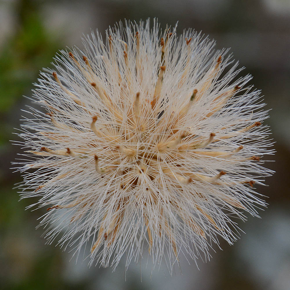 SeedHead.jpg