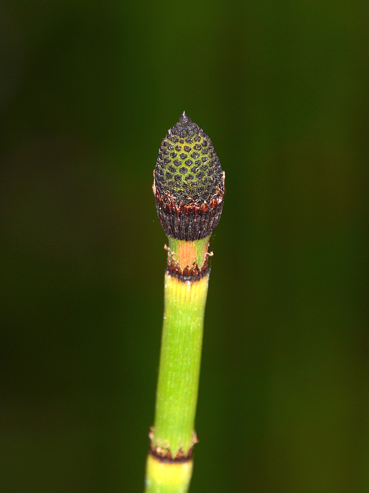 SeedHead.jpg