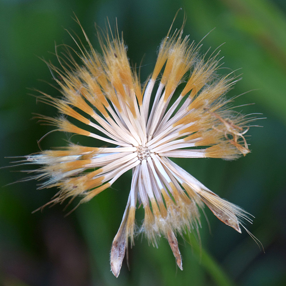 SeedHead.jpg