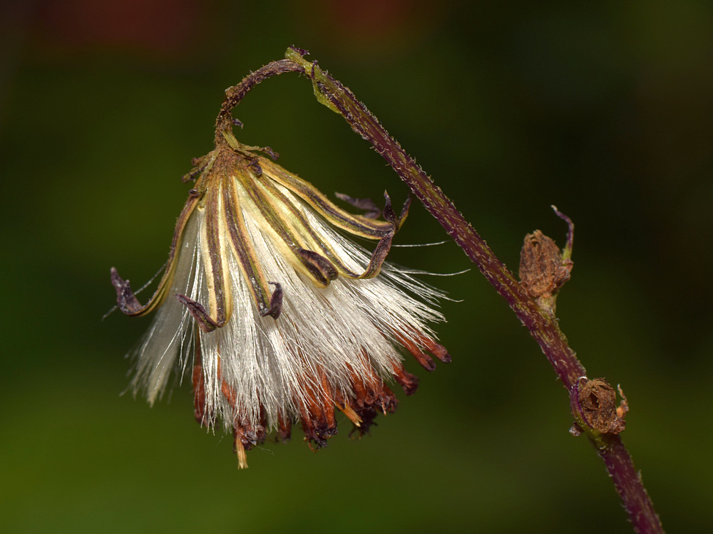 SeedHead.jpg