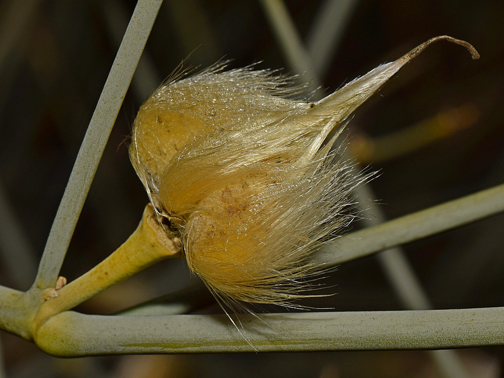 SeedHead.jpg