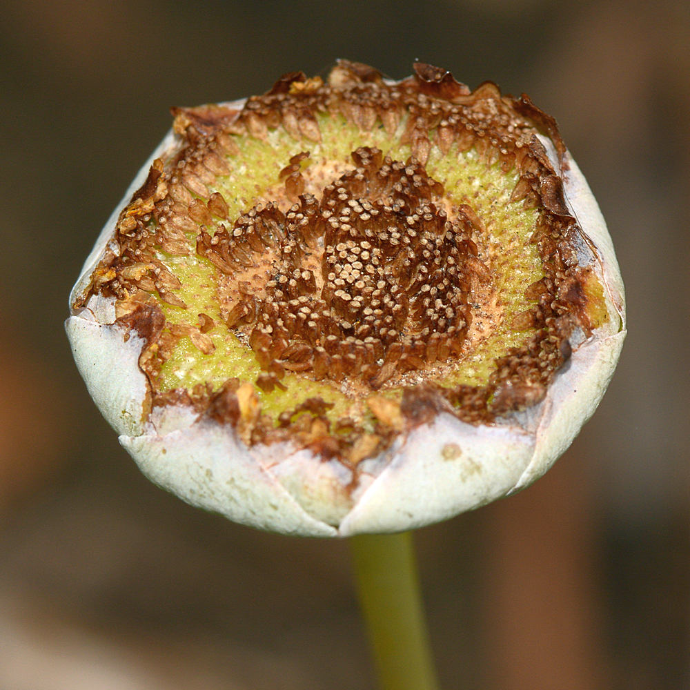 SeedHead.jpg