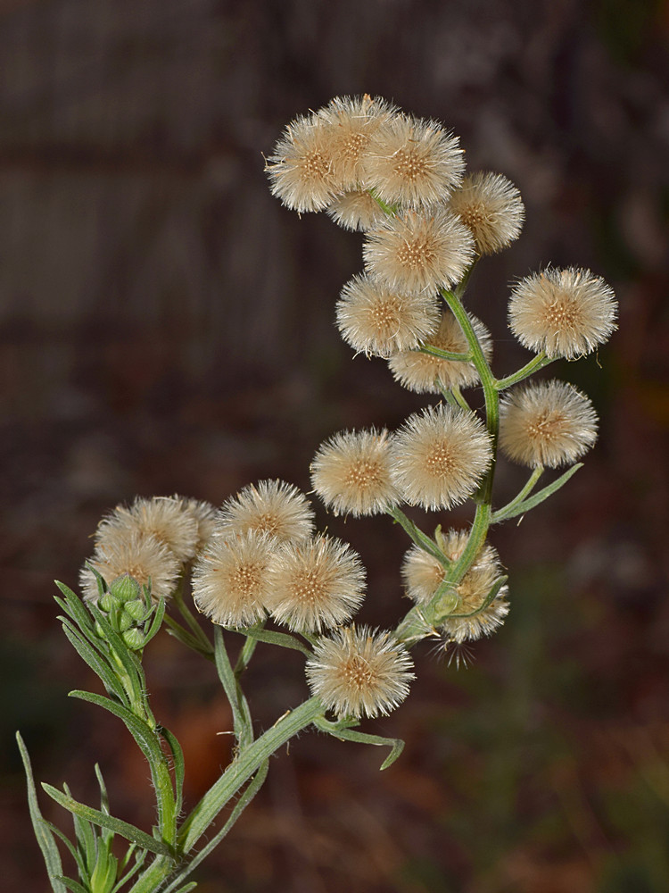 SeedHead3.jpg