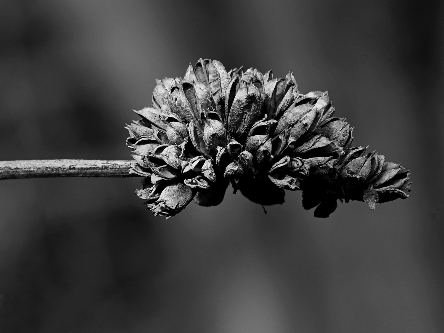SeedHeadBW.jpg