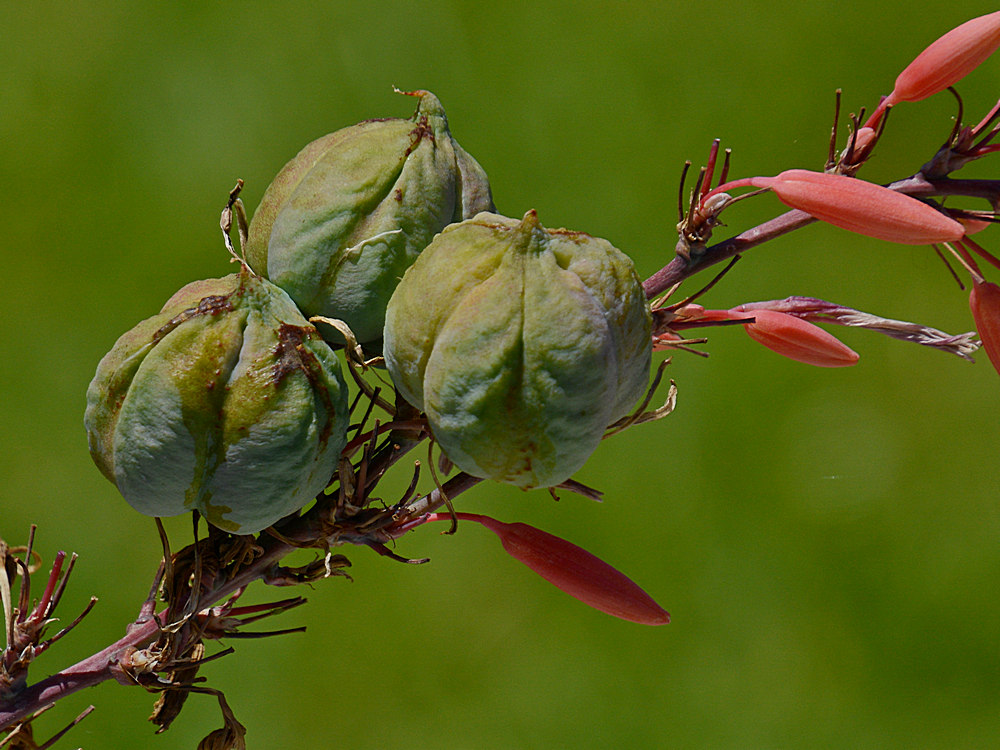 SeedHeads.jpg