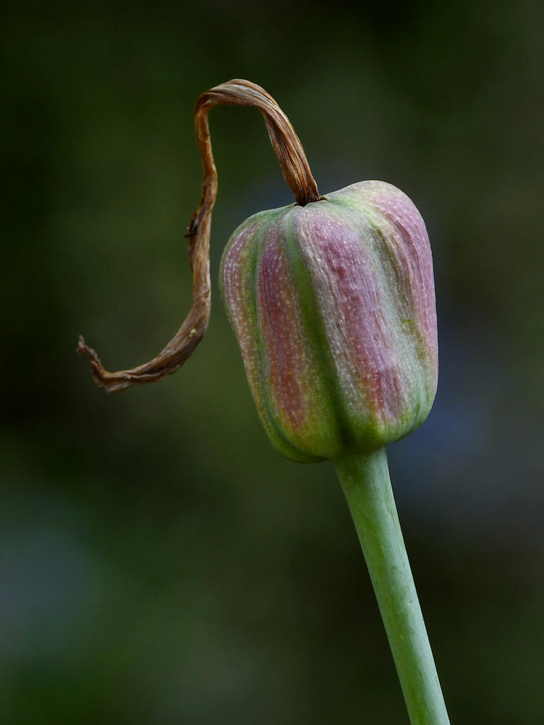 SeedPod2.jpg