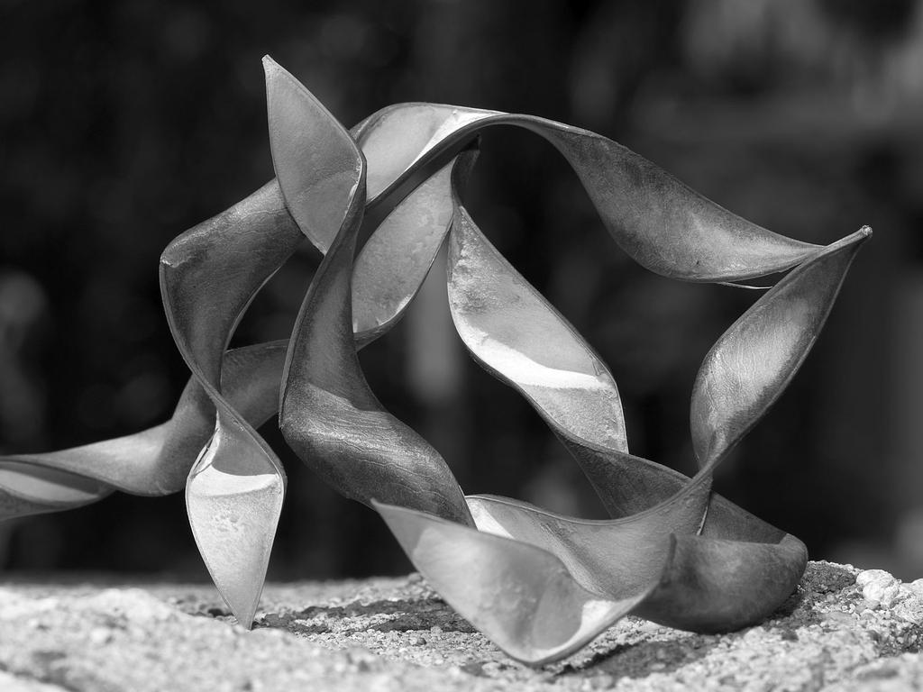 SeedPods2.jpg