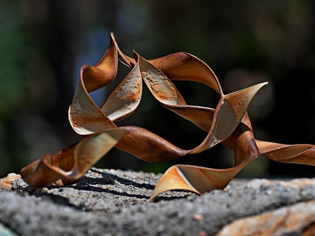 SeedPods4.jpg