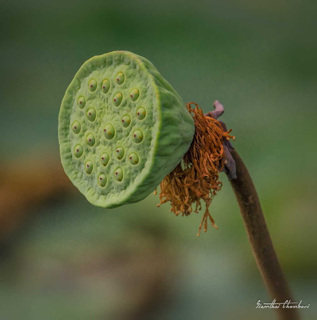 seeds-1.jpg